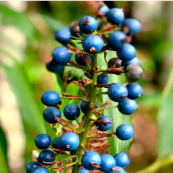Price: €1.95 - Ghimbir Nativ sau Semințe de Ghimbir Australian (Alpinia caerulea) - 