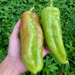 Price: €2.75 - Σπόροι πιπεριάς Cubanelle (Capsicum Annuum) - 