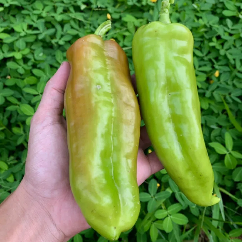 Sementes de Pimenta Cubanelle (Capsicum annuum)
