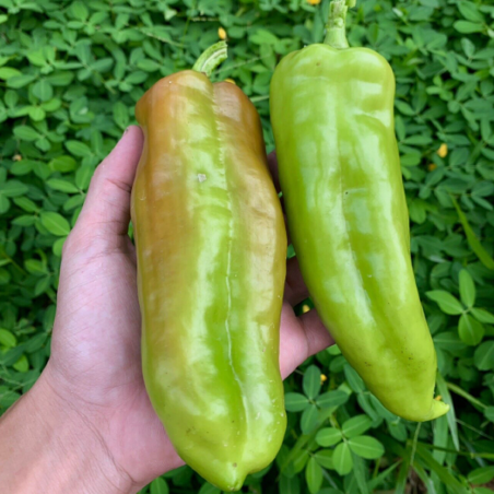 Sementes de Pimenta Cubanelle (Capsicum annuum)