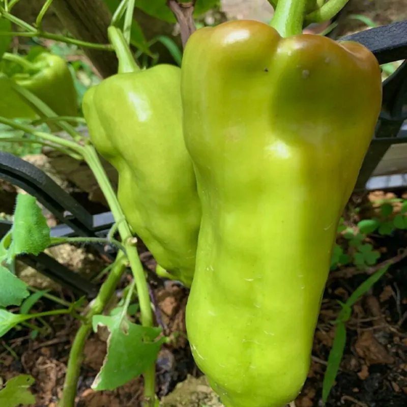 Sementes de Pimenta Cubanelle (Capsicum annuum)