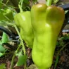 Sementes de Pimenta Cubanelle (Capsicum annuum)