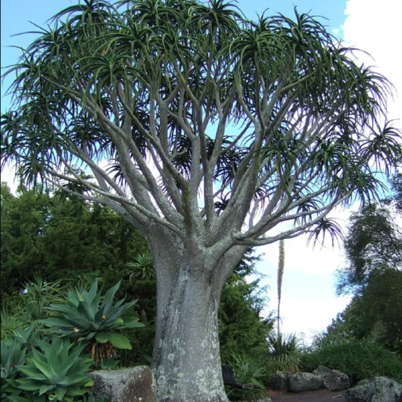 Aloe-Baumsamen (Aloidendron barberae)