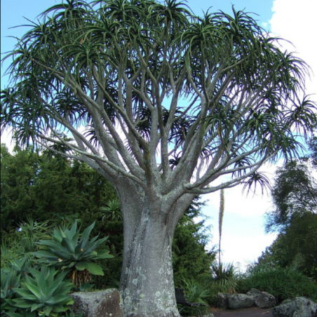 Price: €2.6 - Semințe de arbore de aloe (Aloidendron barberae) - 