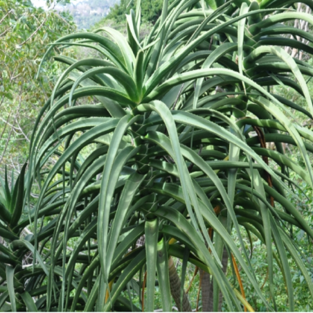 Price: €2.6 - Semințe de arbore de aloe (Aloidendron barberae) - 