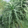 Price: €2.6 - Semințe de arbore de aloe (Aloidendron barberae) - 