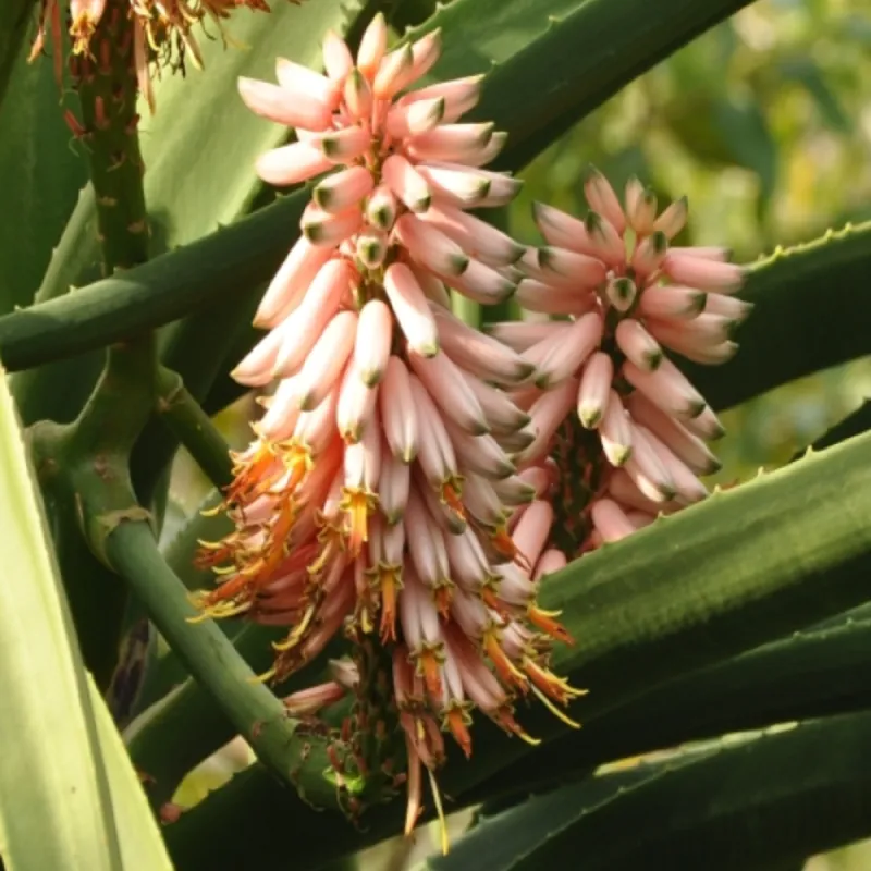 Aloe trädfrön (Aloidendron barberae)