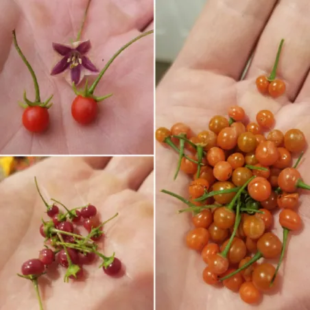 Wild Chilli Seeds (Capsicum lanceolatum)