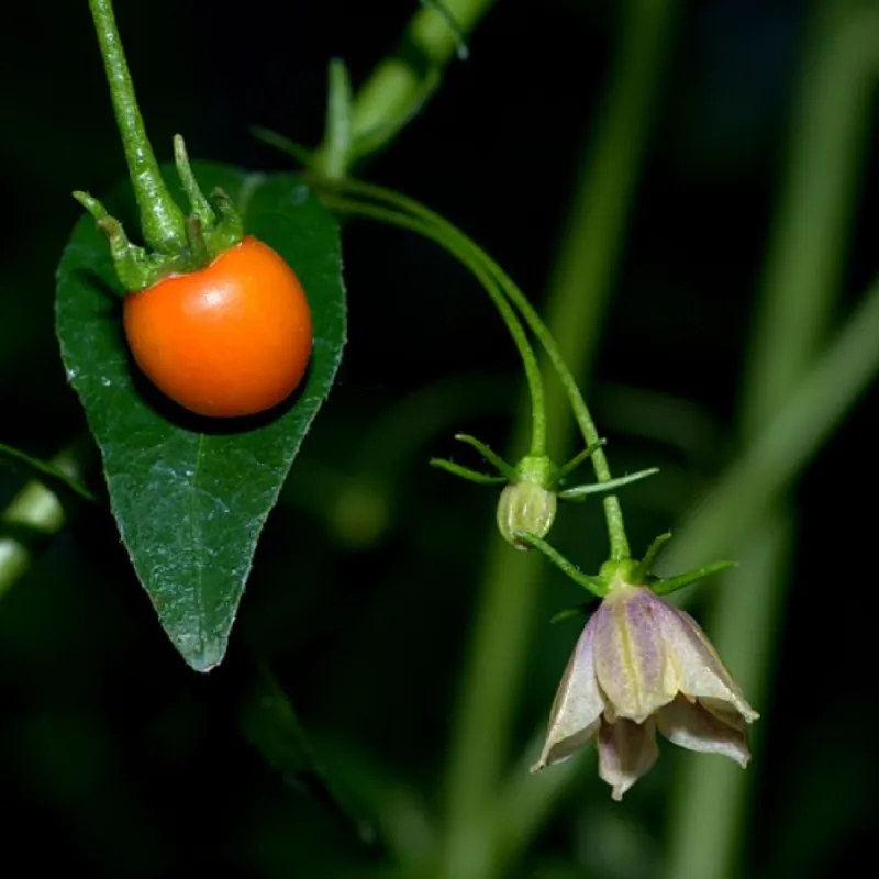 Wild Chilli Seeds (Capsicum lanceolatum)