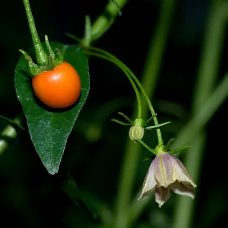 Semena divoké chilli papričky (Capsicum lanceolatum)