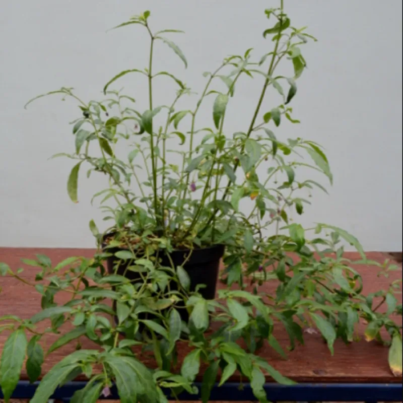 Wild Chilli Seeds (Capsicum lanceolatum)