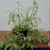 Wilde Chilisamen (Capsicum lanceolatum)