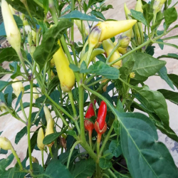Price: €2.8 - Σπόροι Λευκού Πιπεριού Bleeding Rawit (Capsicum chinense) - 