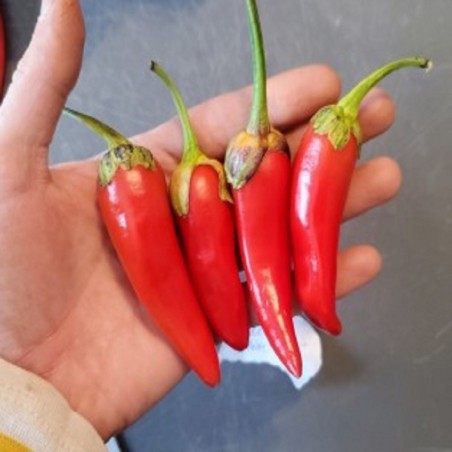 Vérző Rawit Fehér Borsmagok (Capsicum chinense)