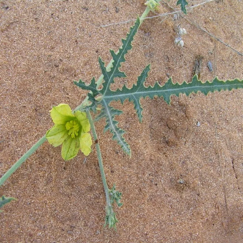 Afrikanische Melonensamen (Acanthosicyos naudinianus)