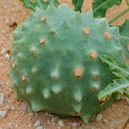 Price: €9.2 - Afrikanske melonfrø (Acanthosicyos naudinianus) -
