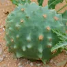 Afrikanische Melonensamen (Acanthosicyos naudinianus)