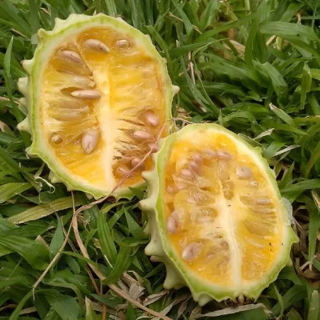 Afrikanische Melonensamen (Acanthosicyos naudinianus)
