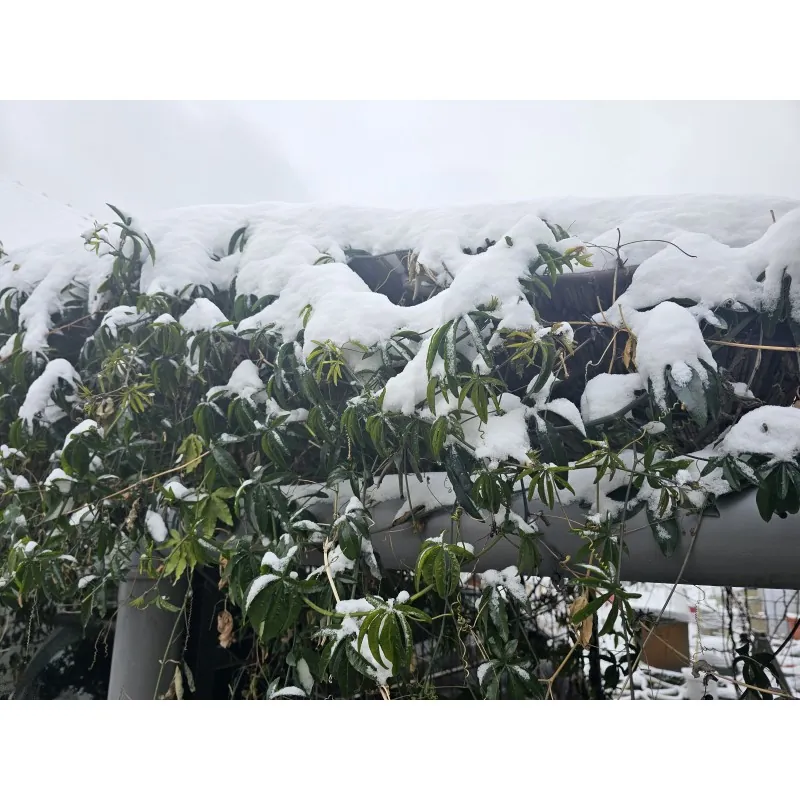 Passiebloem mengt witte en blauwe bloemen - winterhard