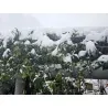 Passionsblume mischt weiße und blaue Blüten – winterhart