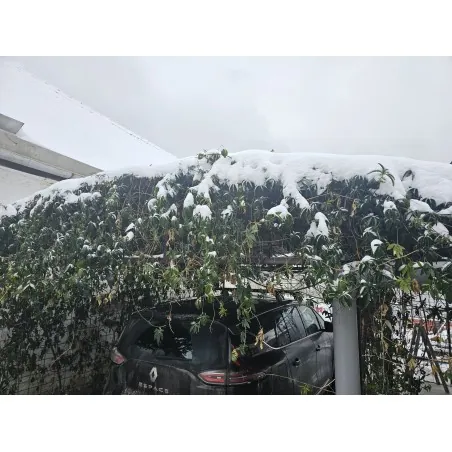 La passiflora mescola fiori bianchi e blu: resistente all'inverno