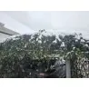 La pasiflora mezcla flores blancas y azules: resistente al invierno