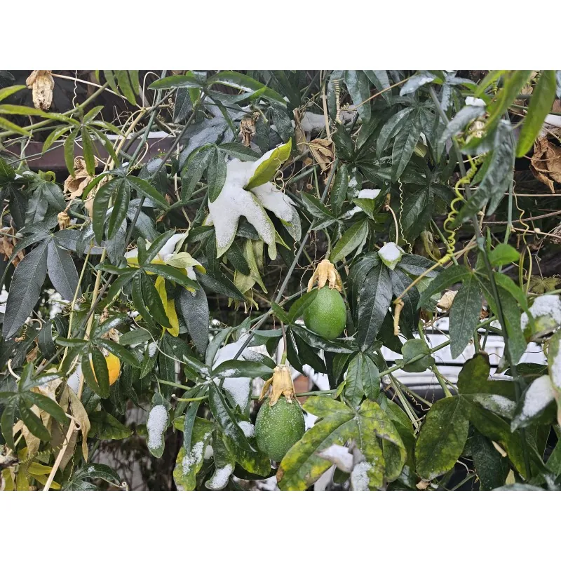 Passionsblume mischt weiße und blaue Blüten – winterhart
