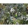 Passiebloem mengt witte en blauwe bloemen - winterhard