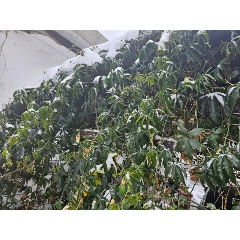 Passionsblume mischt weiße und blaue Blüten – winterhart