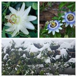 Passionsblume mischt weiße und blaue Blüten – winterhart - 2.7