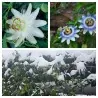 Passionsblume mischt weiße und blaue Blüten – winterhart