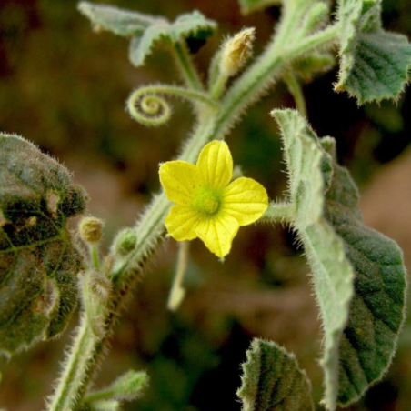 Sementes de pepino árabe (Cucumis dipsaceus)