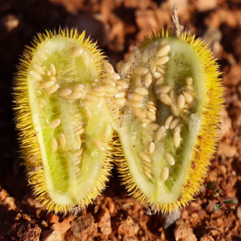 Graines de concombre arabe (Cucumis dipsaceus)