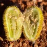 Seminte de castravete arab (Cucumis dipsaceus)