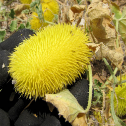 Arab uborka magjai (Cucumis...