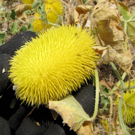 Sementes de pepino árabe (Cucumis dipsaceus)