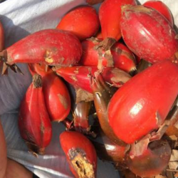 Price: €4.3 - بذور الهيل البري (Aframomum angustifolium) - 