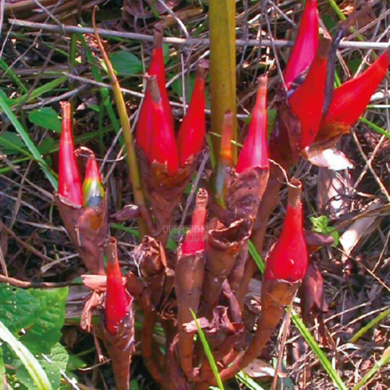 Graines de cardamome sauvage(Aframomum angustifolium)