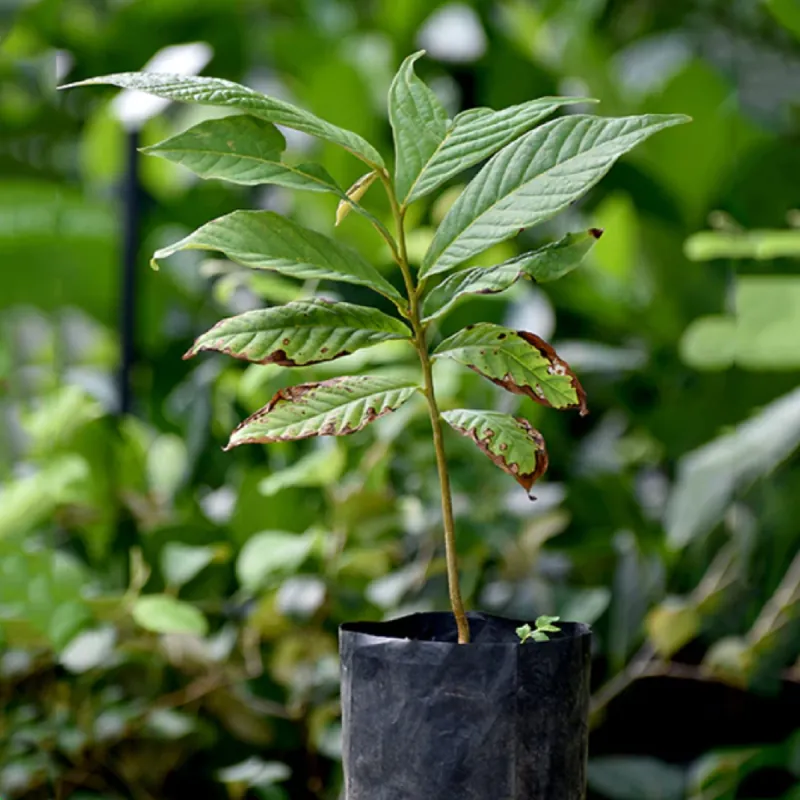 Semi di Sonkoya (Annona purpurea)