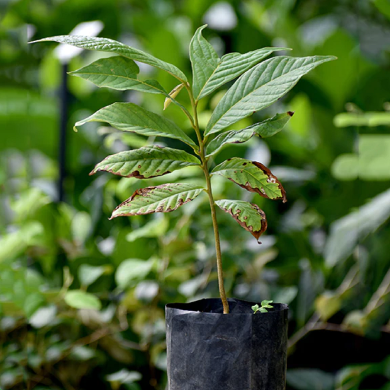 Sonkoya-Samen (Annona purpurea)
