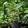 Semi di Sonkoya (Annona purpurea)
