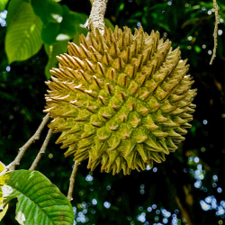 Seminte de Sonkoya (Annona...