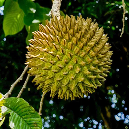 Seminte de Sonkoya (Annona purpurea)