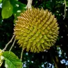 Seminte de Sonkoya (Annona purpurea)