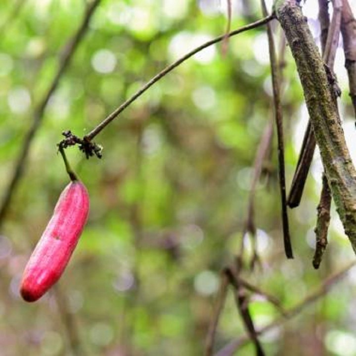 Nasiona Atractogyne gabonii - 3.6