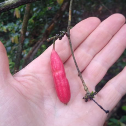 Climbing Plants Seeds