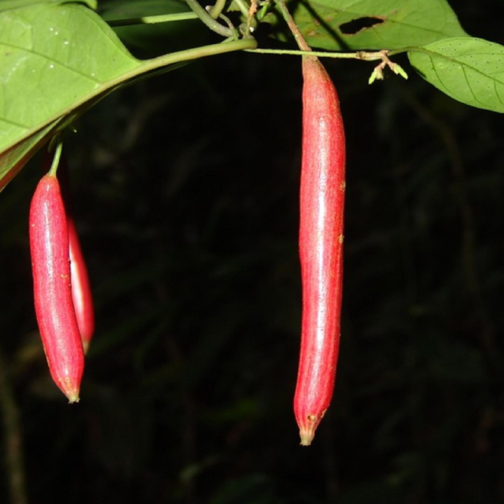 Nasiona Atractogyne gabonii - 3.6