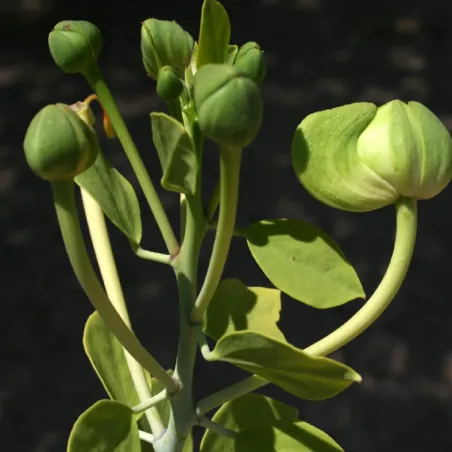 Sementes de alcaparra de cartilagem (Capparis cartilaginea)