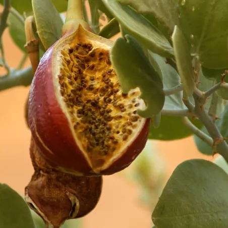 Sementes de alcaparra de cartilagem (Capparis cartilaginea)