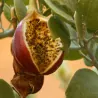 Sementes de alcaparra de cartilagem (Capparis cartilaginea)